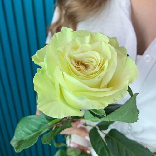 Комплимент из белой эквадорской розы – элегантность в каждом лепестке Дзержинский Московская область